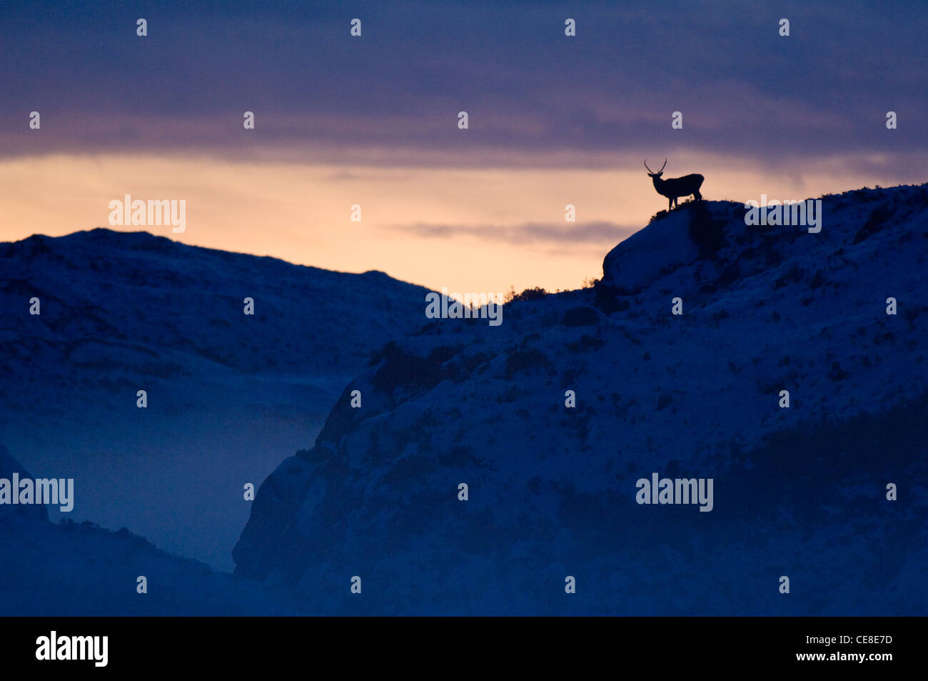 Rotwild-Hirsch bei Sonnenuntergang in Assynt, Sutherland. Stockfoto