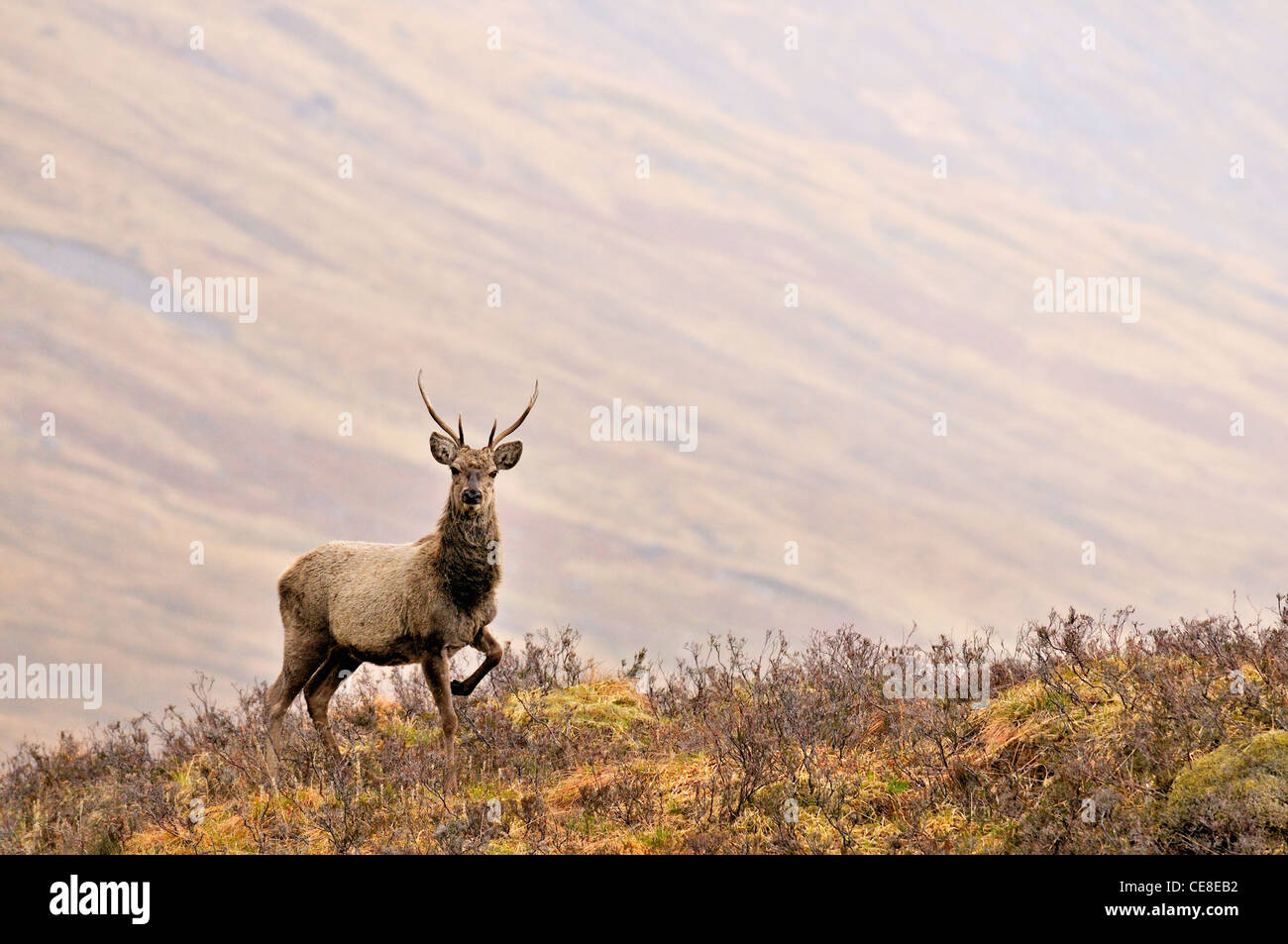 Rothirsch (Cervus Elaphus) Trab auf Hügel in den schottischen Highlands, Schottland, UK Stockfoto
