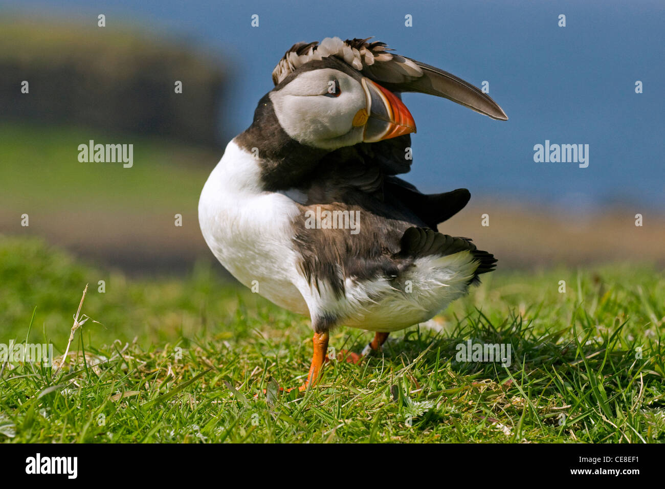 Papageitaucher (Fratercula Arctica) stretching Flügel und putzen ihre Federn, Schottland, UK Stockfoto