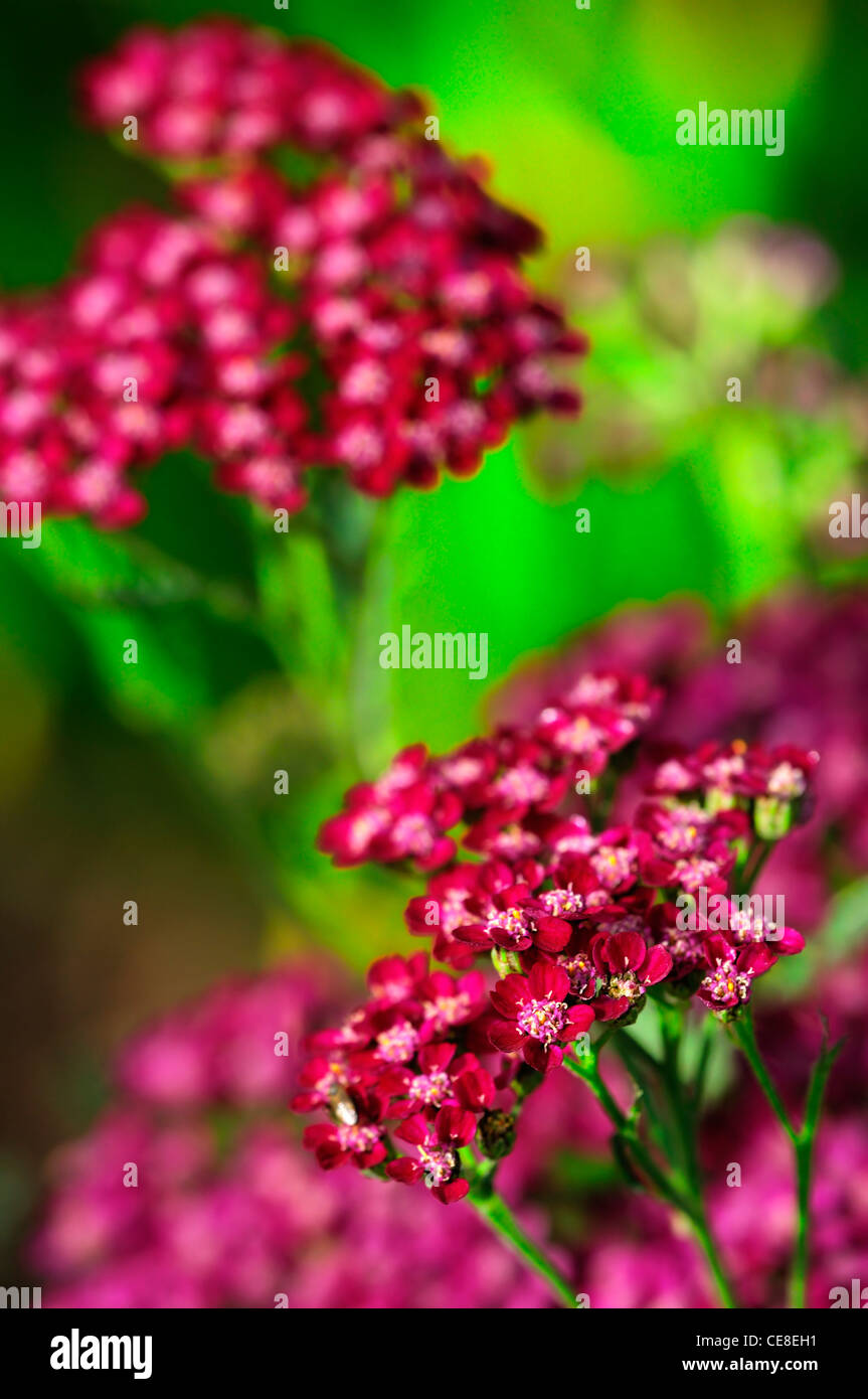 Achillea Millefolium Cerise Queen rosa Blumen gemeinsamen Schafgarbe Sommer Closeup selektiven Fokus Pflanze Porträts Stauden Erdbeerbaum- Stockfoto