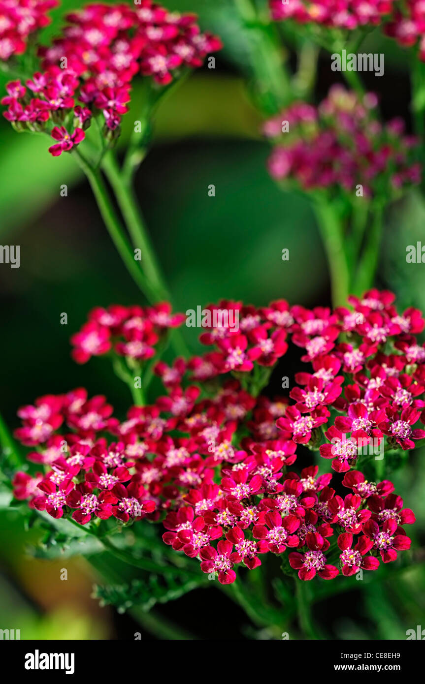 Achillea Millefolium Cerise Queen rosa Blumen gemeinsamen Schafgarbe Sommer Closeup selektiven Fokus Pflanze Porträts Stauden Erdbeerbaum- Stockfoto