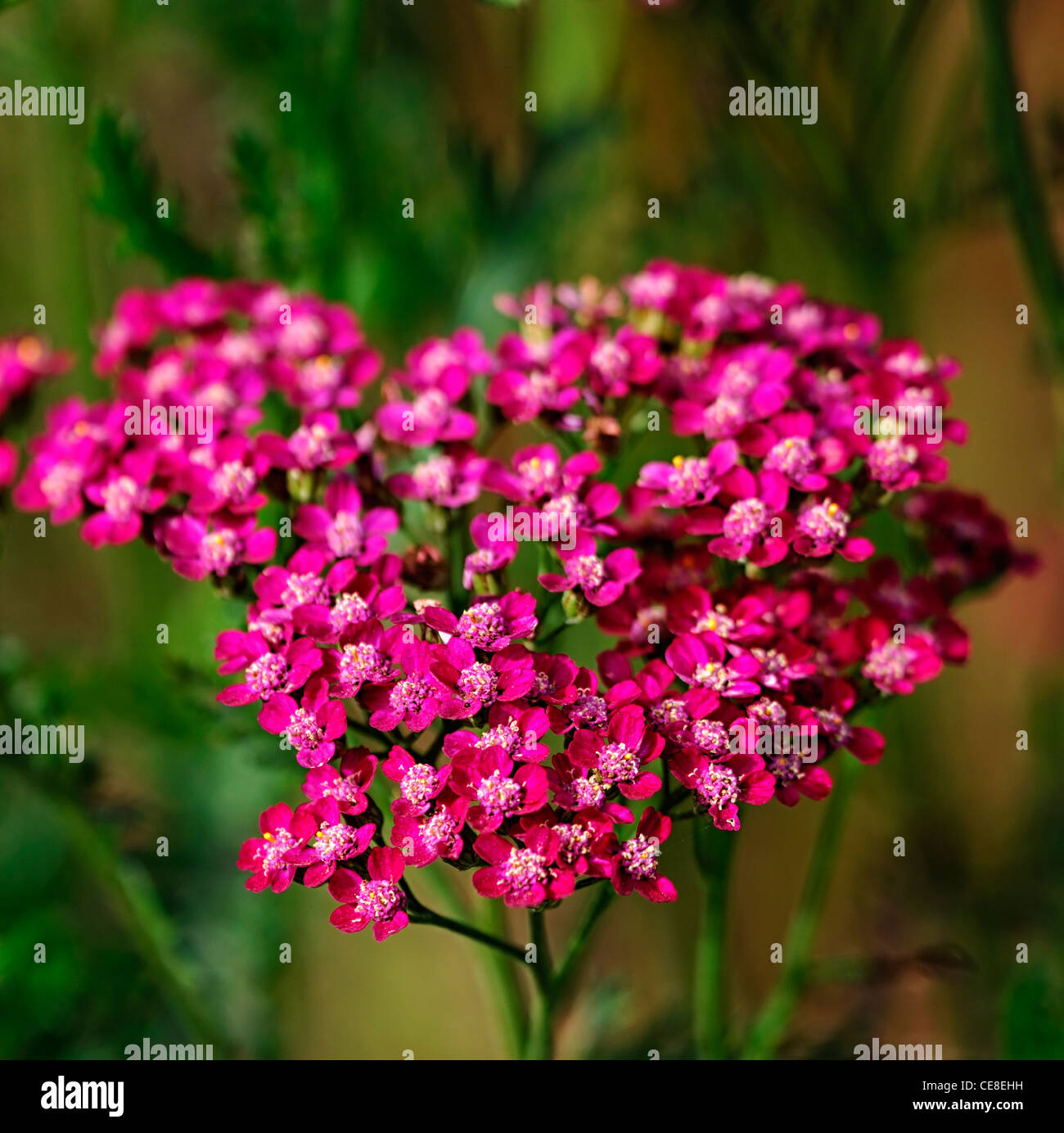 Achillea Millefolium Cerise Queen rosa Blumen gemeinsamen Schafgarbe Sommer Closeup selektiven Fokus Pflanze Porträts Stauden Erdbeerbaum- Stockfoto
