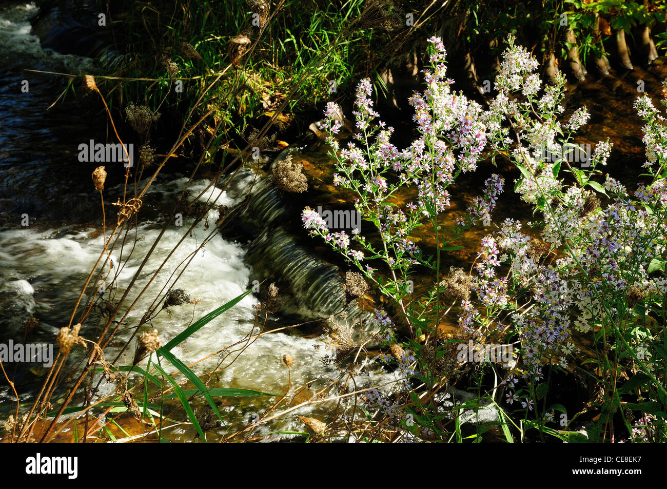 Wilde Blumen wachsen neben einem Herbst Bach. Stockfoto