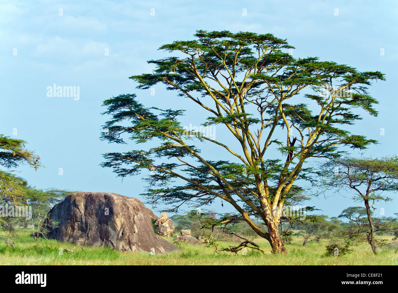Serengeti-Landschaft mit Granit Kopje und gelben bellte Akazie Bäume (Acacia Xanthophloea), Tansania Stockfoto