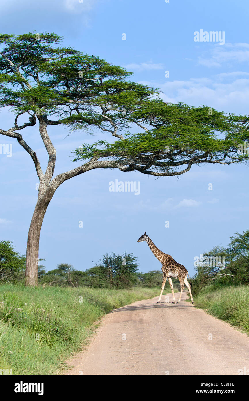 Uganda-Giraffe Giraffa Plancius Rothschildi beim Überqueren der Straße am Seronera in Serengeti, Tansania Stockfoto