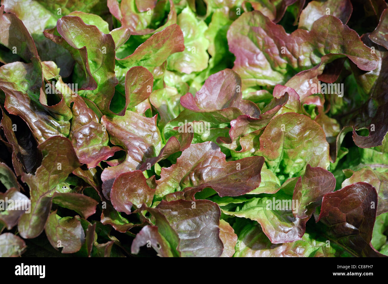 Lactuca Sativa Bughatti Salat Pflanze Porträts tiefrote, dunkelgrüne Blätter Laub essbare Salat Gemüse Salate Oakleaf-Typ Stockfoto