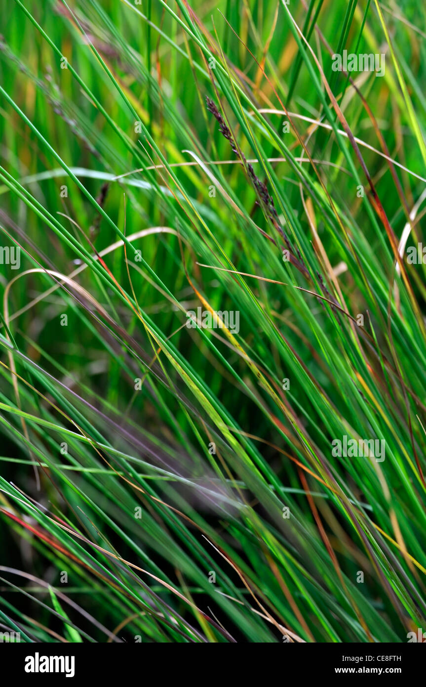 Molinia Caerulea Subsp Caerulea Edith Dudszus Sommer Closeup selektiven Fokus Stauden Ziergras Gräser Stockfoto