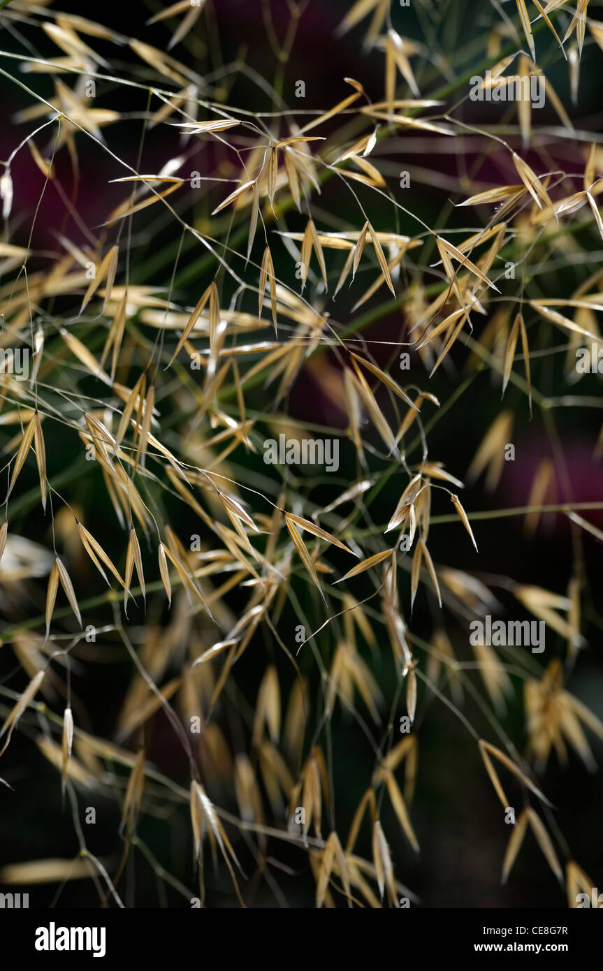 Stipa Gigantea Riesen Federgras Samen Hintergrundbeleuchtung Sonnenlicht Herbst Ziergräser Seedheads Hintergrundbeleuchtung Hintergrundbeleuchtung Grafik golden Stockfoto