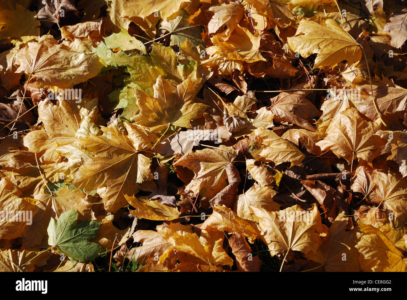 Trockenen Ahorn-Blätter sind auf dem Boden liegend. Sie sind mit der herbstlichen Sonne beleuchtet. Stockfoto