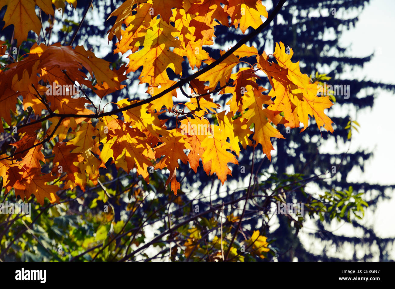 Sonnendurchflutetes Eiche Zweig gegen die dunklen Baum Silhouetten. Stockfoto