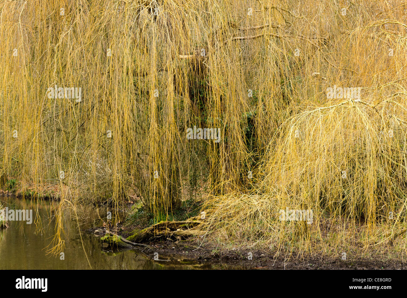 Überhängenden Trauerweide Baum über dem Fluss Colne Cassiobury öffentlichen Park Watford Herts UK im Winter Stockfoto