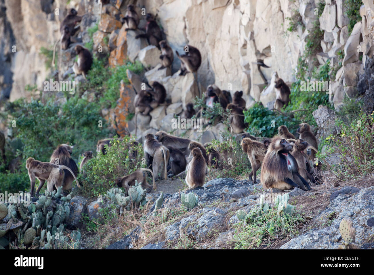 Gelada Paviane Theropithecus (Papio) Gelada. Erwachsene und Jugendliche. Endemisch. Hochland. Äthiopien. Rock Gesicht über Nacht Zuflucht. Stockfoto