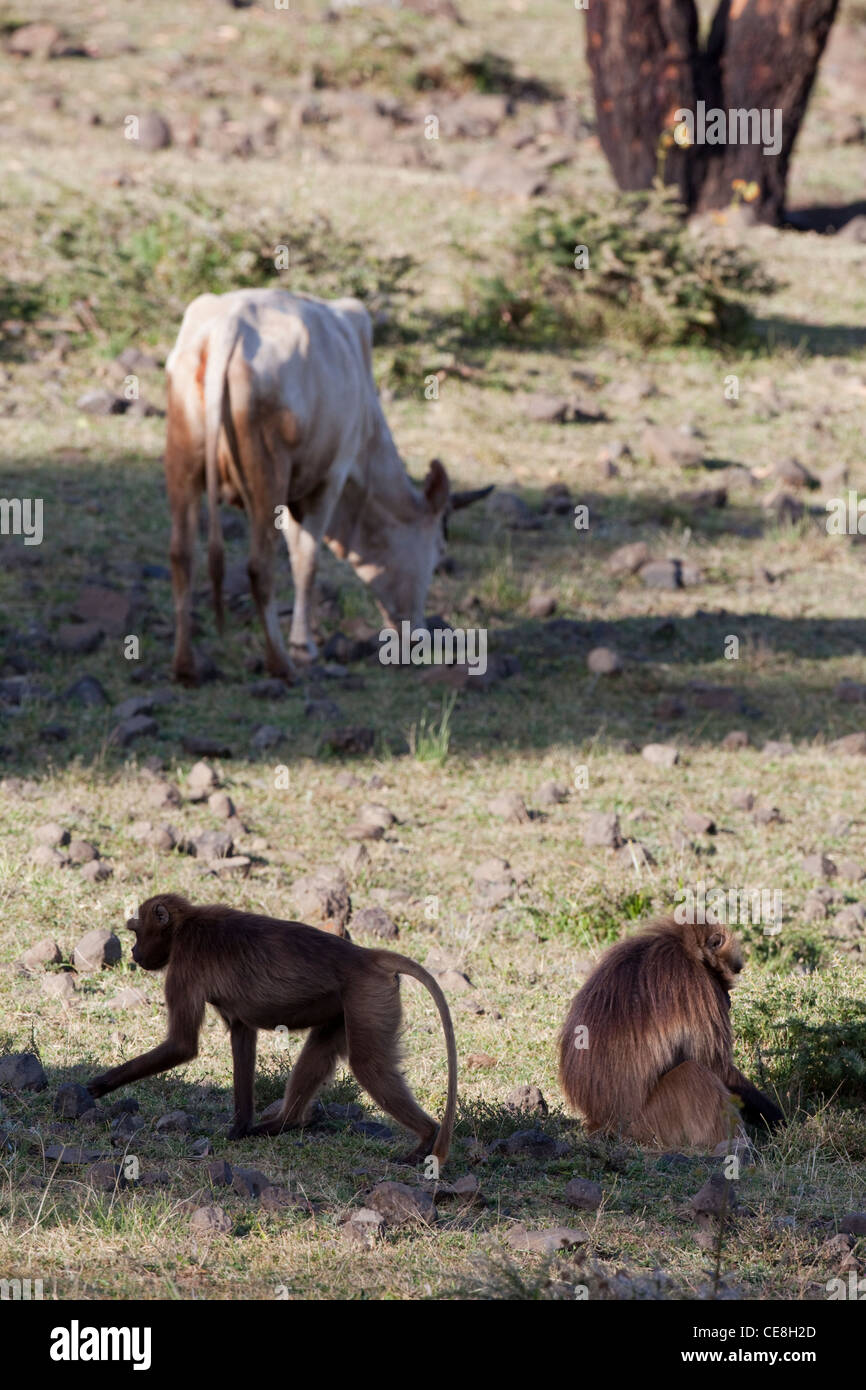 Gelada Paviane (papio) Theropithecus gelada. Drehen über das Vieh Mist und Steine auf der Suche nach Wirbellosen. Endemisch. Äthiopien. Stockfoto