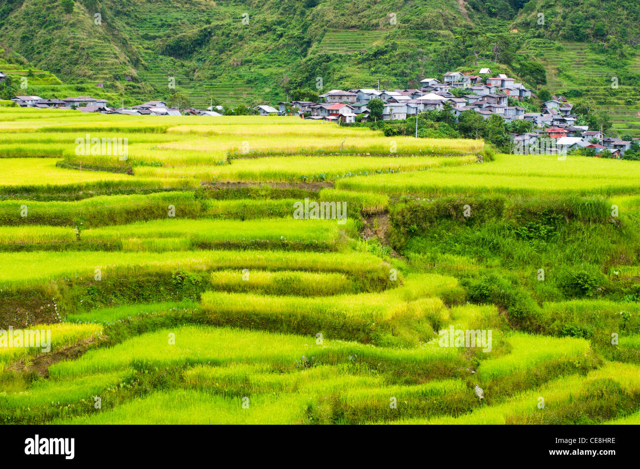 abgelegene Dörfer umgeben von Reisterrassen, Philippinen. Stockfoto