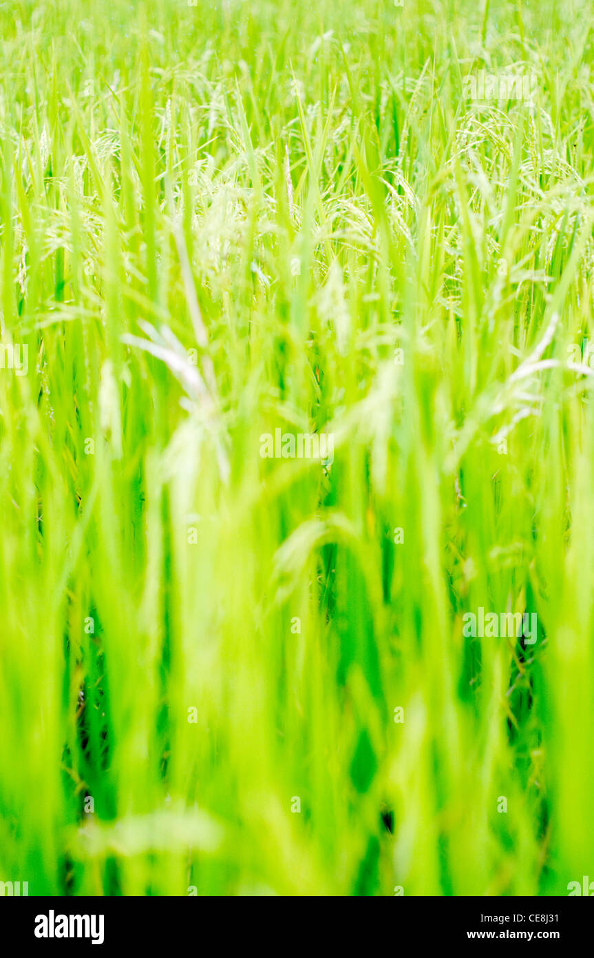 Reisfeld in Philippinen, für die Landwirtschaft-Hintergrund Stockfoto