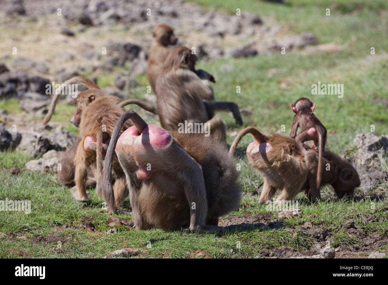 Hamadryas Paviane (Papio Hamadryas). Das Trinken von Wasser Loch. Alle Altersgruppen, Boden erwachsenen männlichen Vordergrund. Stockfoto