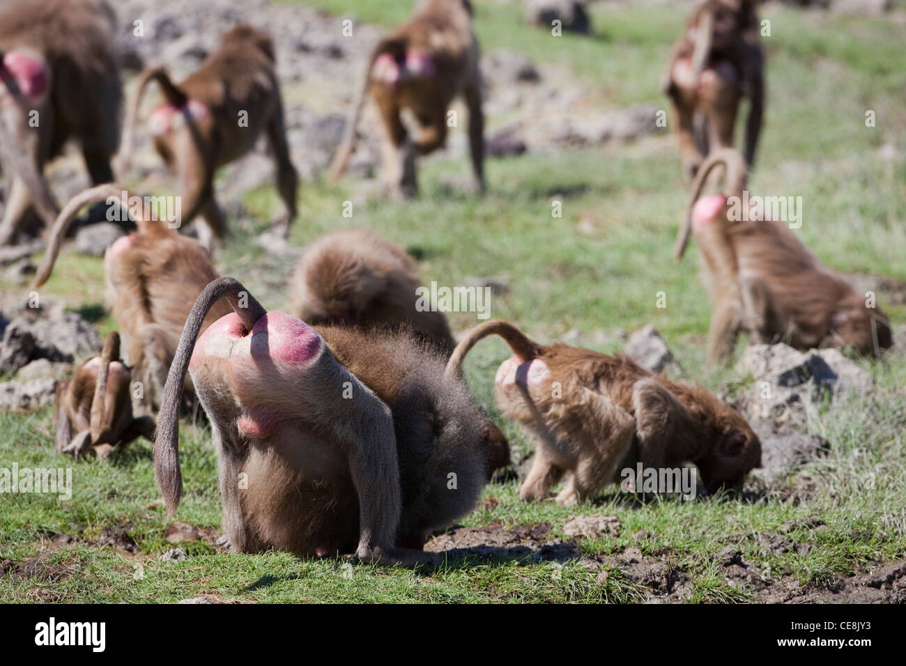 Hamadryas Paviane (Papio Hamadryas). Das Trinken von Wasser Loch. Männliche Vordergrund. Stockfoto