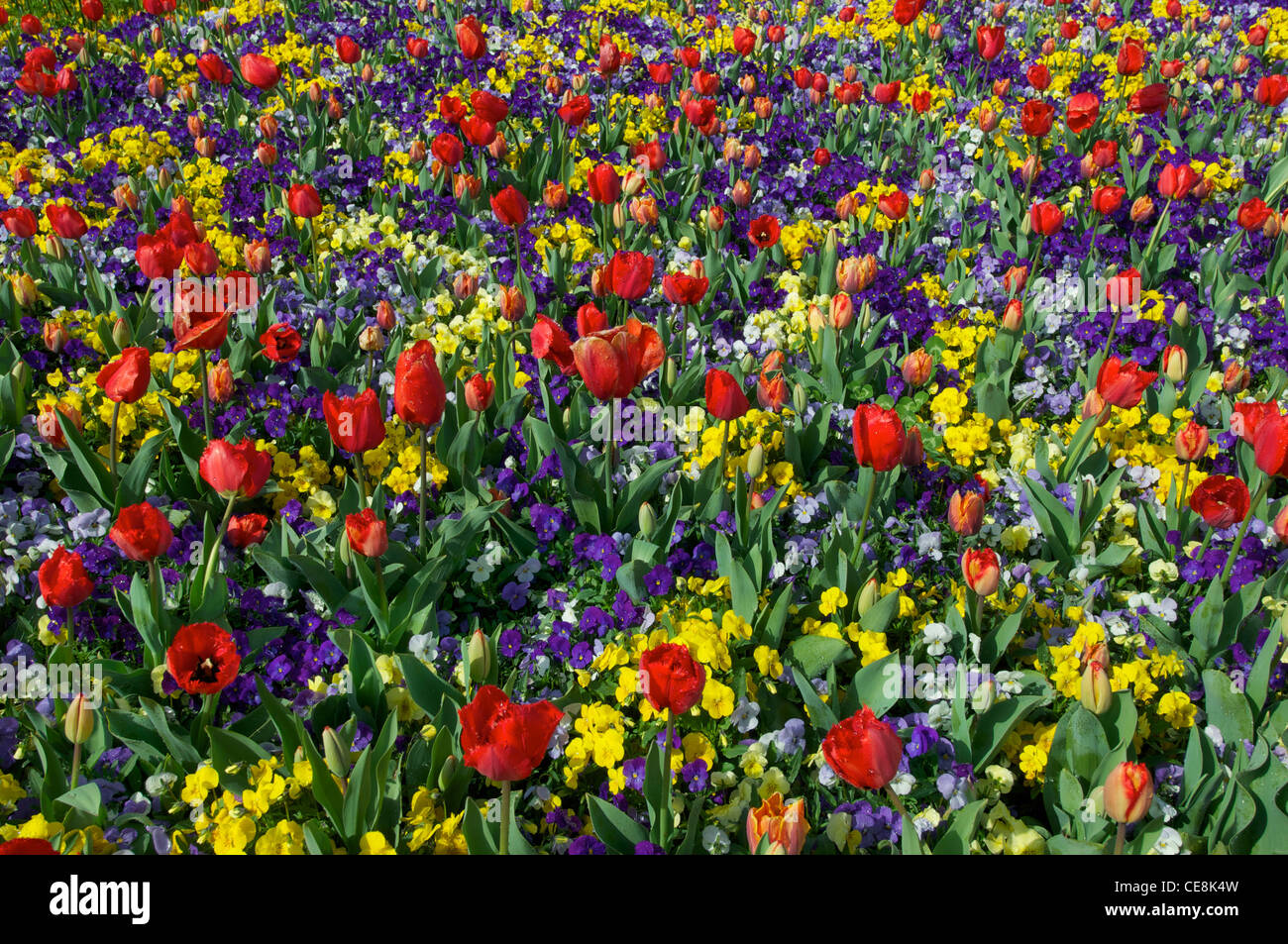 Mischbett Tulpen an der Canberra Floriade Flower Festival Australia Stockfoto