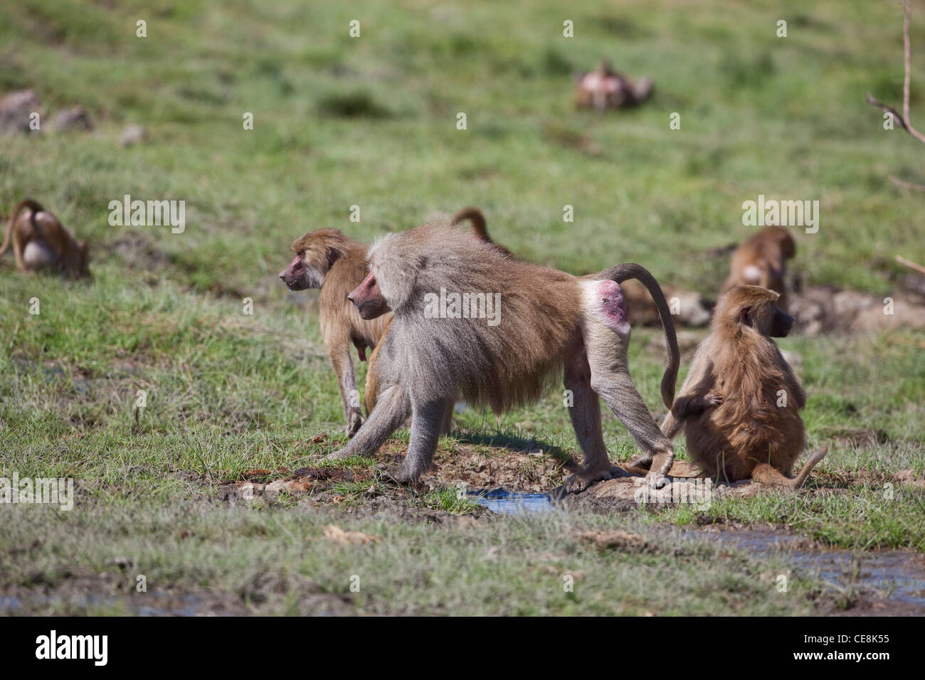 Hamadryas Paviane (Papio Hamadryas). Mitglieder der Truppe an einem Wasserloch. Awash Nationalpark. Äthiopien. Stockfoto