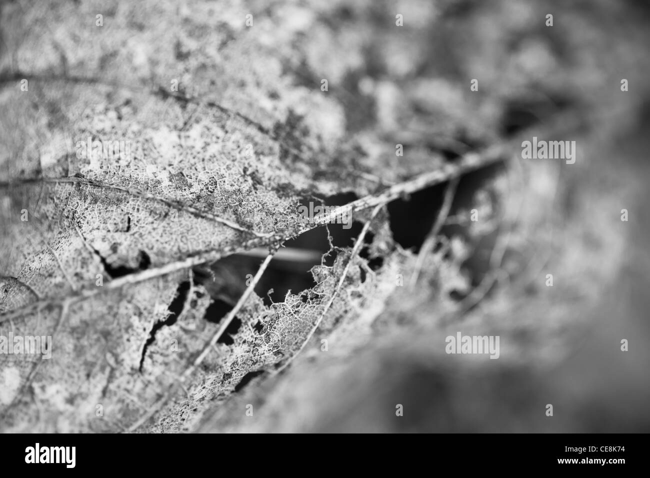 Skelettreste eines Blattes in schwarz / weiß Stockfoto