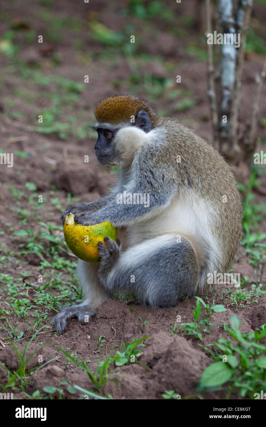 Grivet Affe (grüne Aethiops). Einer der "Grünen" Affen. Holding und Inhalt einer Orange Essen. Zentraläthiopien. Stockfoto