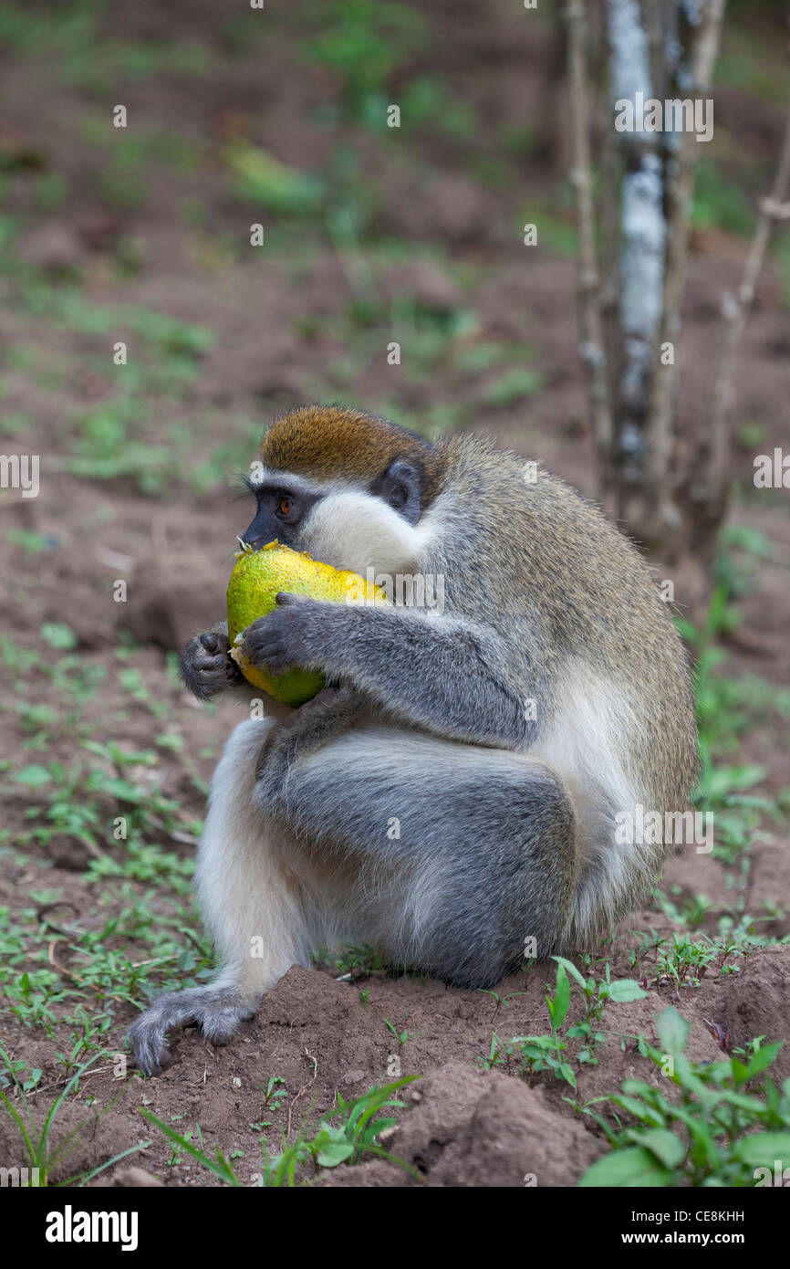 Grivet Affe (grüne Aethiops). Einer der "Grünen" Affen. Holding und Inhalt einer Orange Essen. Zentraläthiopien. Stockfoto