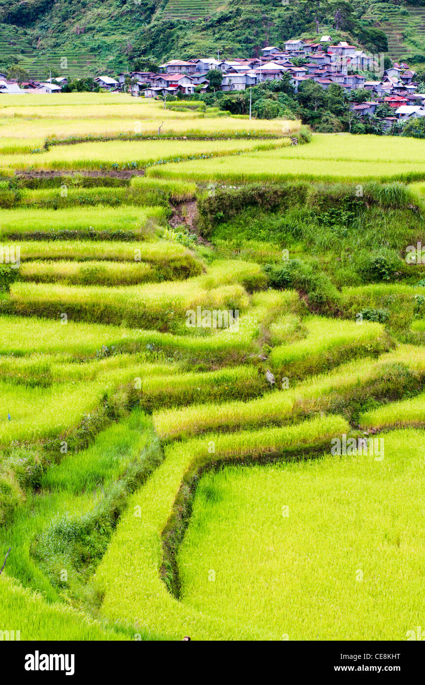 abgelegene Dörfer umgeben von Reisterrassen, Philippinen. Stockfoto