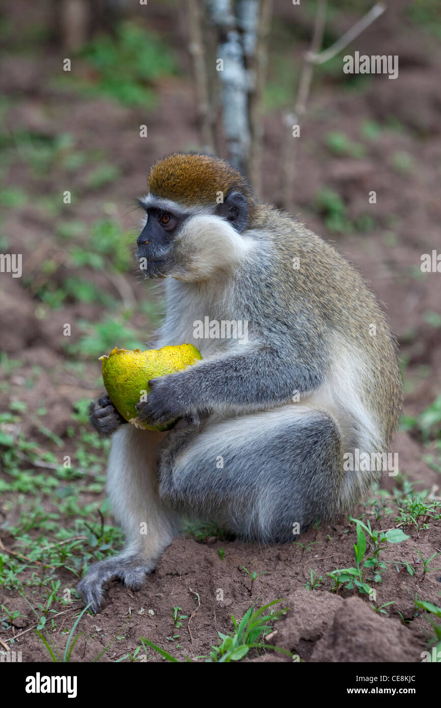 Grivet Affe (grüne Aethiops). Einer der "Grünen" Affen. Holding und Inhalt einer Orange Essen. Zentraläthiopien. Stockfoto