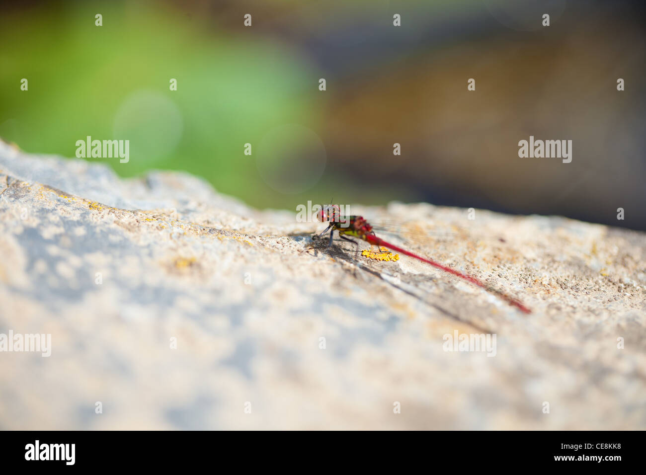 Große rote Damselfly (Pyrrhosoma Nymphula) männlich ruht auf einem Felsen an einem Teich Stockfoto