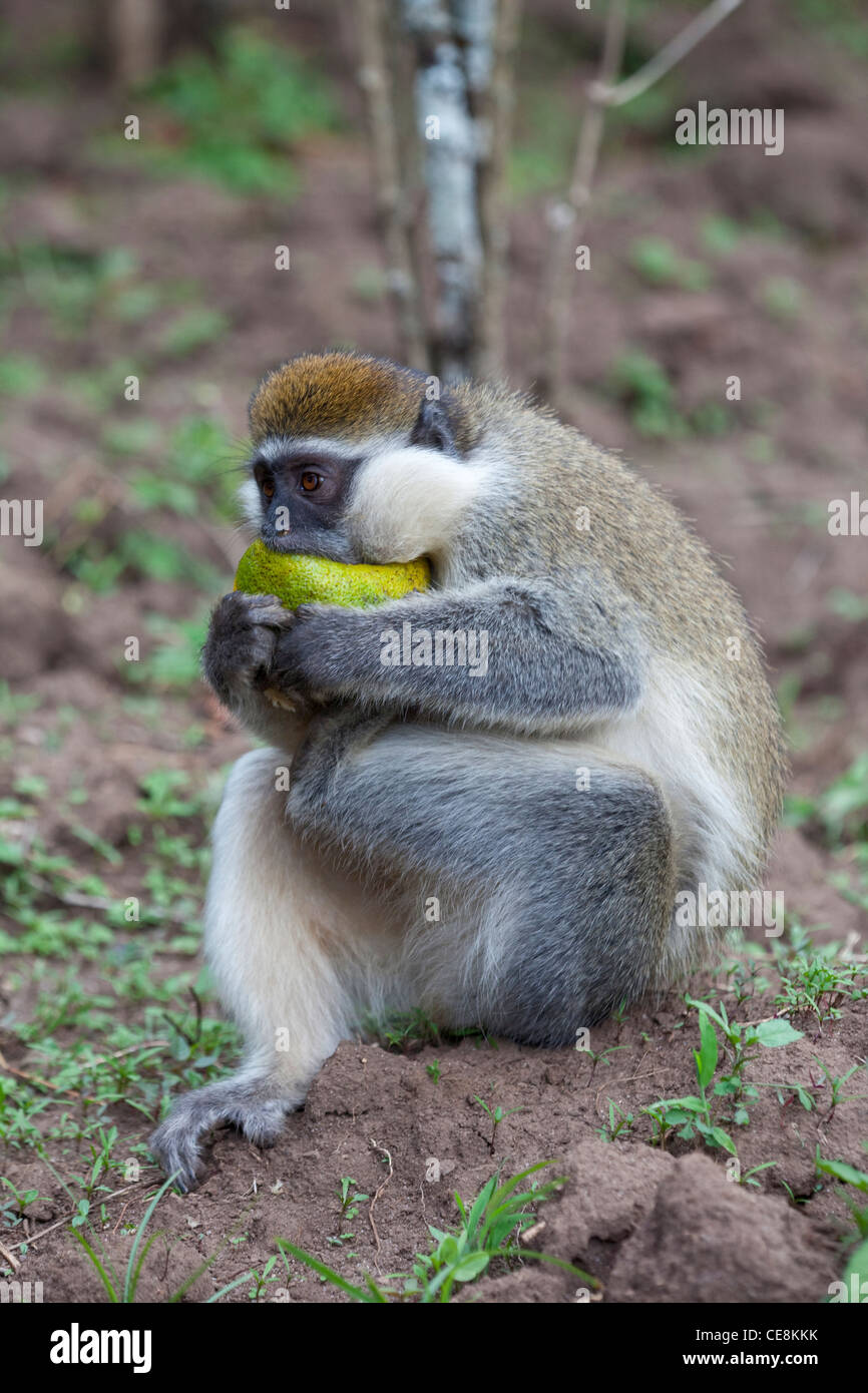 Grivet Affe (grüne Aethiops). Einer der "Grünen" Affen. Holding und Inhalt einer Orange Essen. Zentraläthiopien. Stockfoto