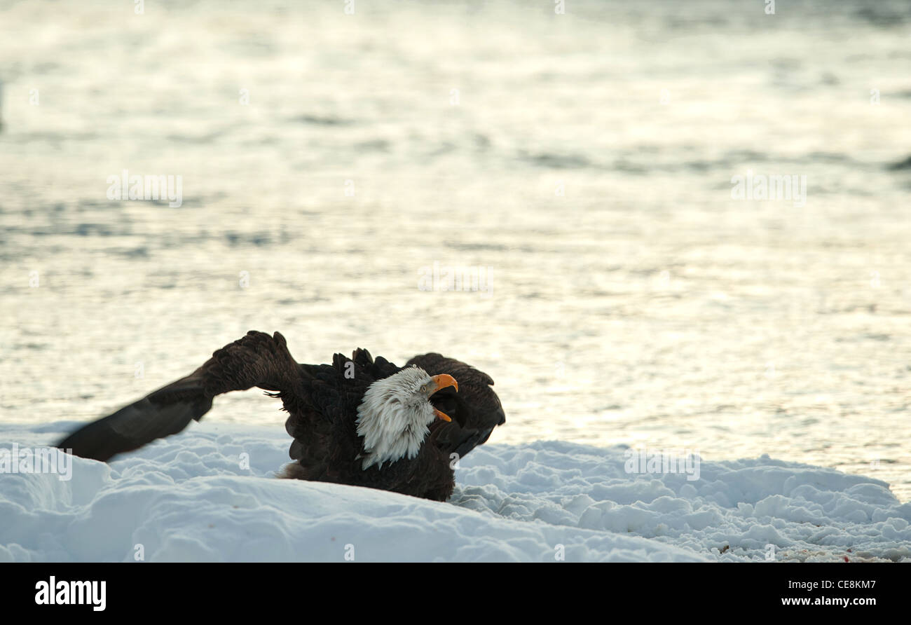 Geschrei Weißkopf-Seeadler auf Schnee. Stockfoto