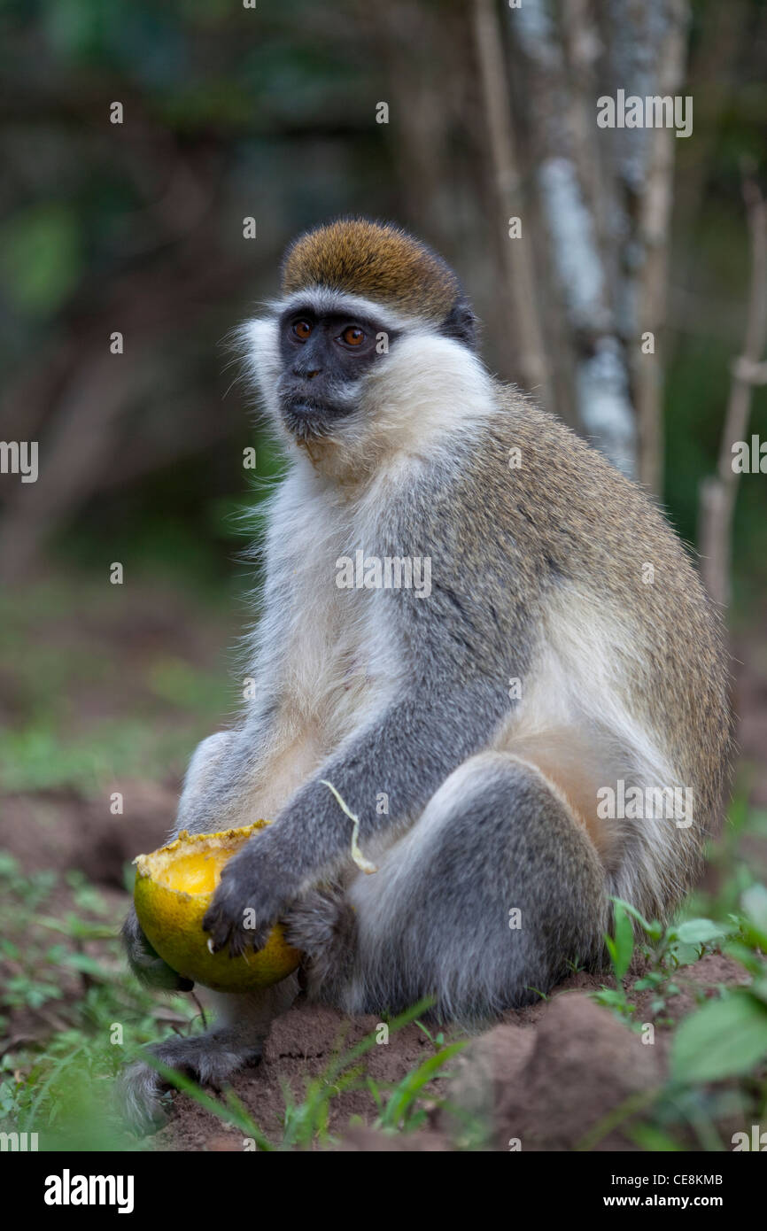 Grivet Affe (grüne Aethiops). Einer der "Grünen" Affen. Holding und Inhalt einer Orange Essen. Zentraläthiopien. Stockfoto