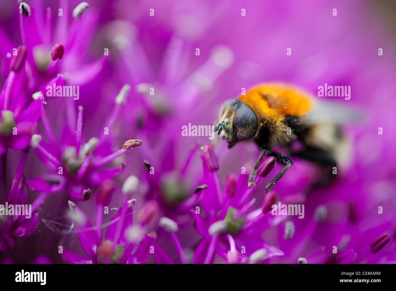 Makro für eine Hummel sammeln Pollen auf eine alluim Stockfoto