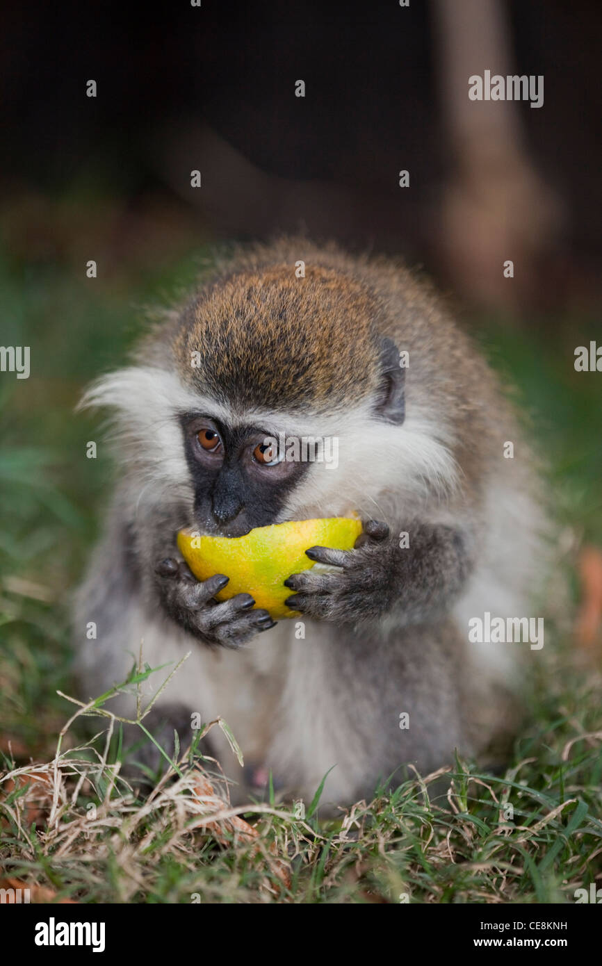 Grivet Affe (grüne Aethiops). Einer der "Grünen" Affen. Holding und Inhalt einer Orange Essen. Zentraläthiopien. Stockfoto