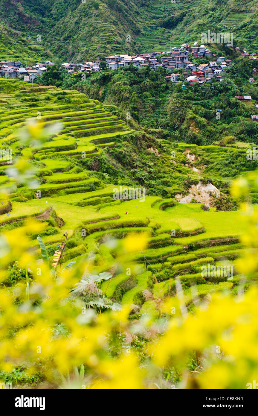 abgelegene Dörfer umgeben von Reisterrassen, Philippinen. Stockfoto