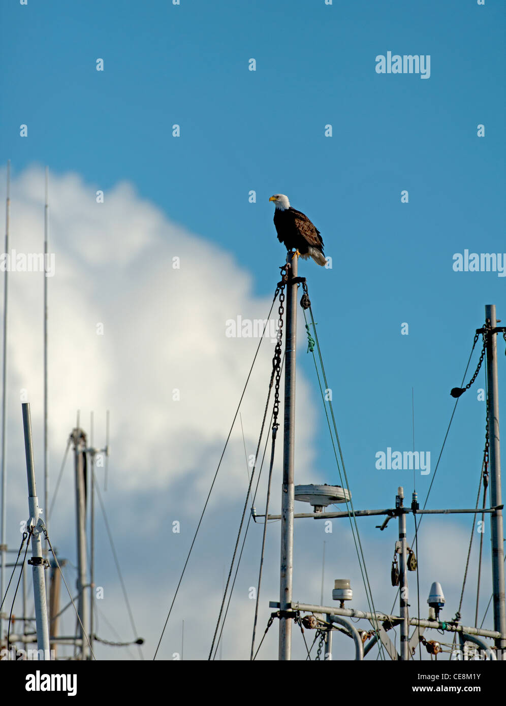 Weißkopfseeadler (Haliaeetus Leucocephalus) SCO 7894 Stockfoto