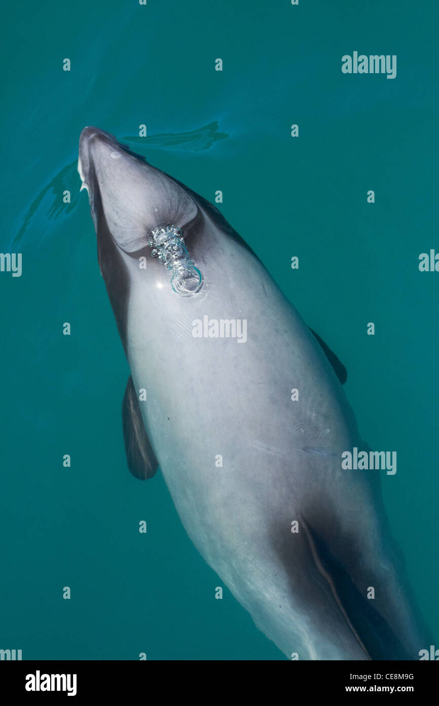 Hector Delfin (Cephalorhynchus Hectori), Akaroa Harbour, Banks Peninsula, Canterbury, Südinsel, Neuseeland Stockfoto