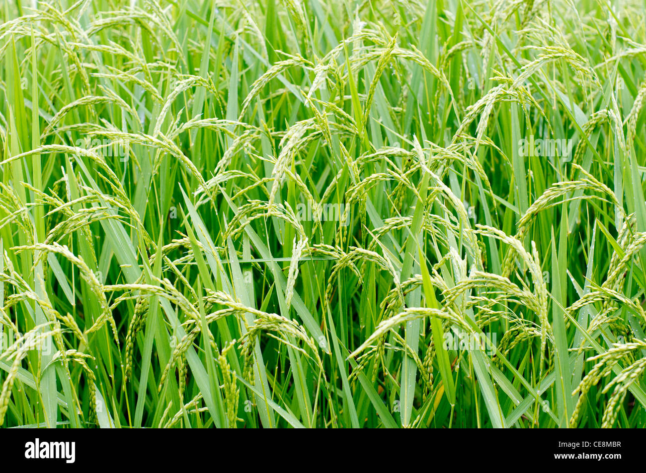 eine Seitenansicht der Reispflanzen in Philippinen. Stockfoto