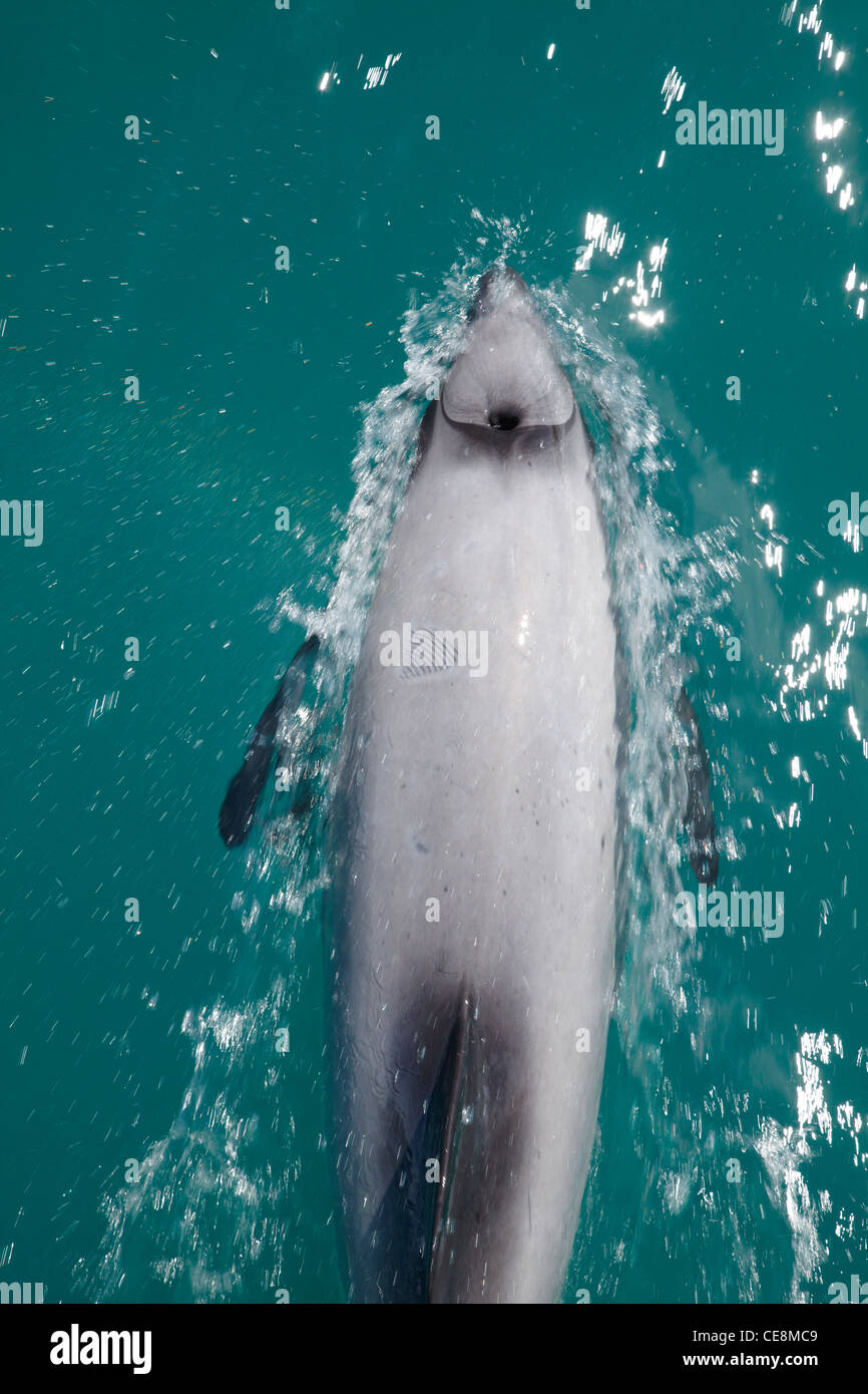 Hector Delfin (Cephalorhynchus Hectori), Akaroa Harbour, Banks Peninsula, Canterbury, Südinsel, Neuseeland Stockfoto