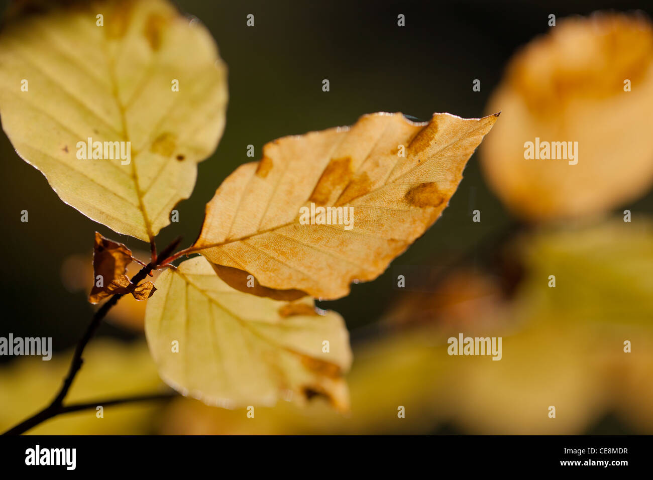 Gelb orange Blätter an einem Baum Stockfoto