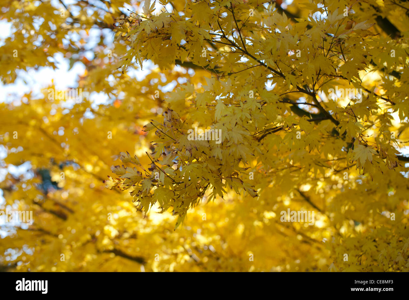 Gelbe Ahornblätter, geprägt auf einem Herbst Baum Stockfoto