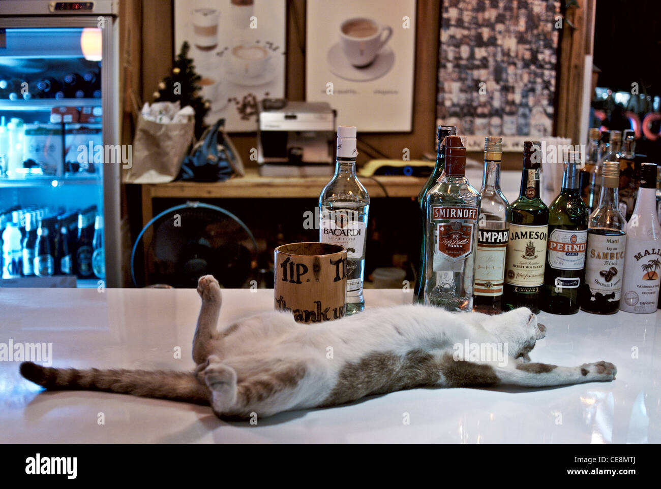Lustiges Tier. Katze, die an einer Bierbar schläft, scheint unter dem Einfluss von Alkohol betrunken zu sein. Thailand Südostasien Stockfoto