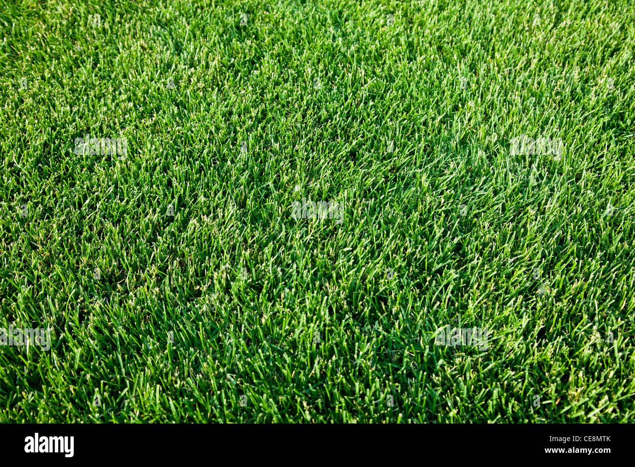 Schuss frisches Frühlingsgrün Gras hautnah. Stockfoto