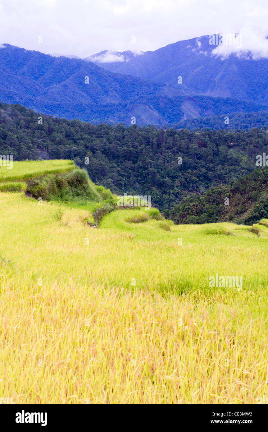 Reis-Terrassen in Philippinen. Stockfoto