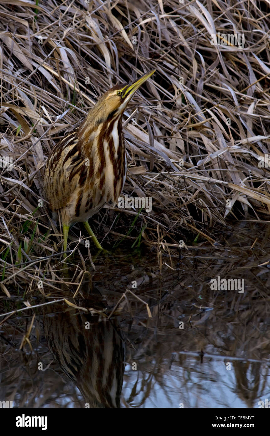 Amerikanische Rohrdommel Stockfoto