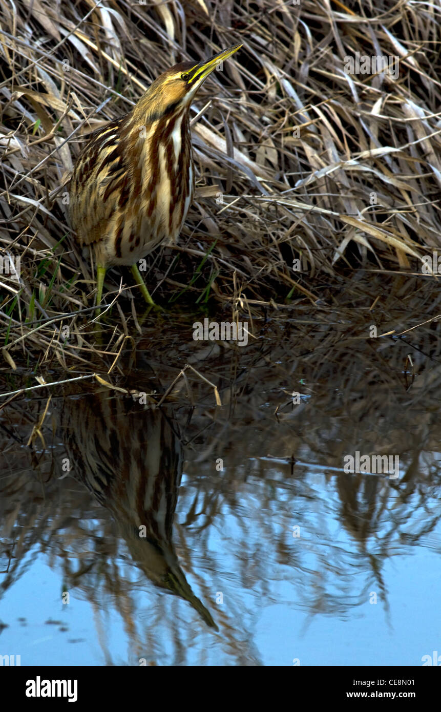 Amerikanische Rohrdommel Stockfoto