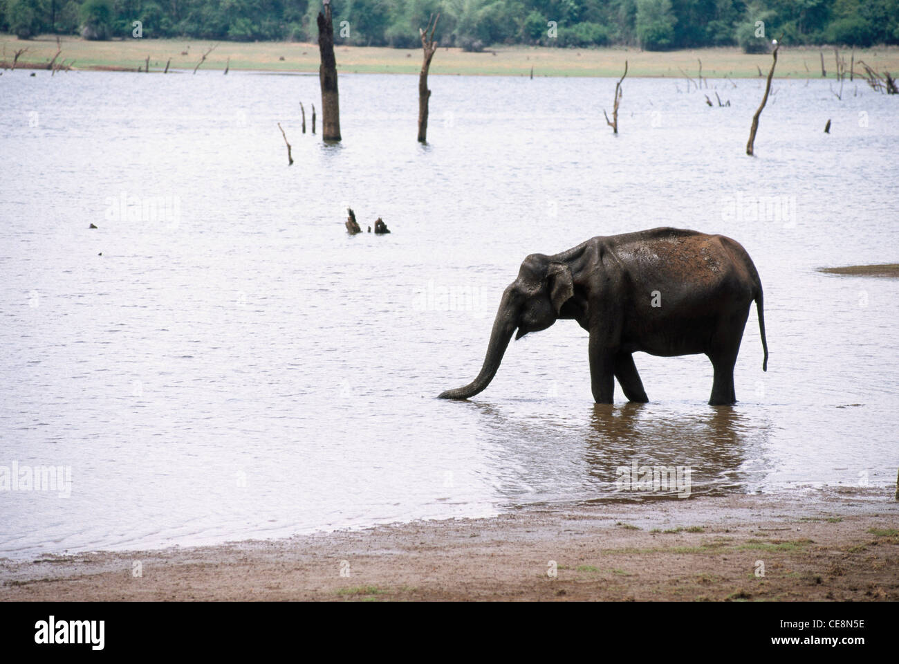 Indischer wilder Elefant Trinkwasser; Elephas maximus; Kabini Nationalpark; Karnataka; Indien; Asien Stockfoto
