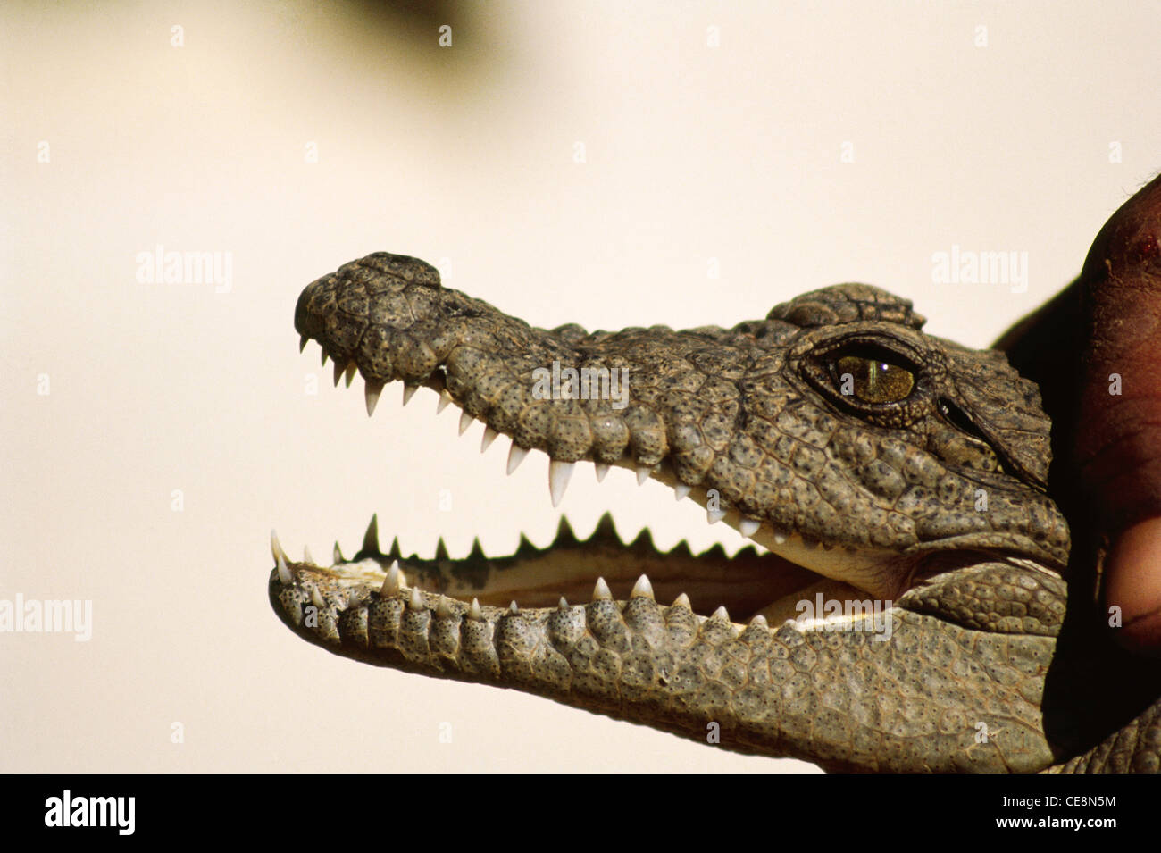 IKA 80007: Straßenräuber indische Sumpf-Krokodil-Profil öffnen Mund Crocodylus Palustris Indien Stockfoto