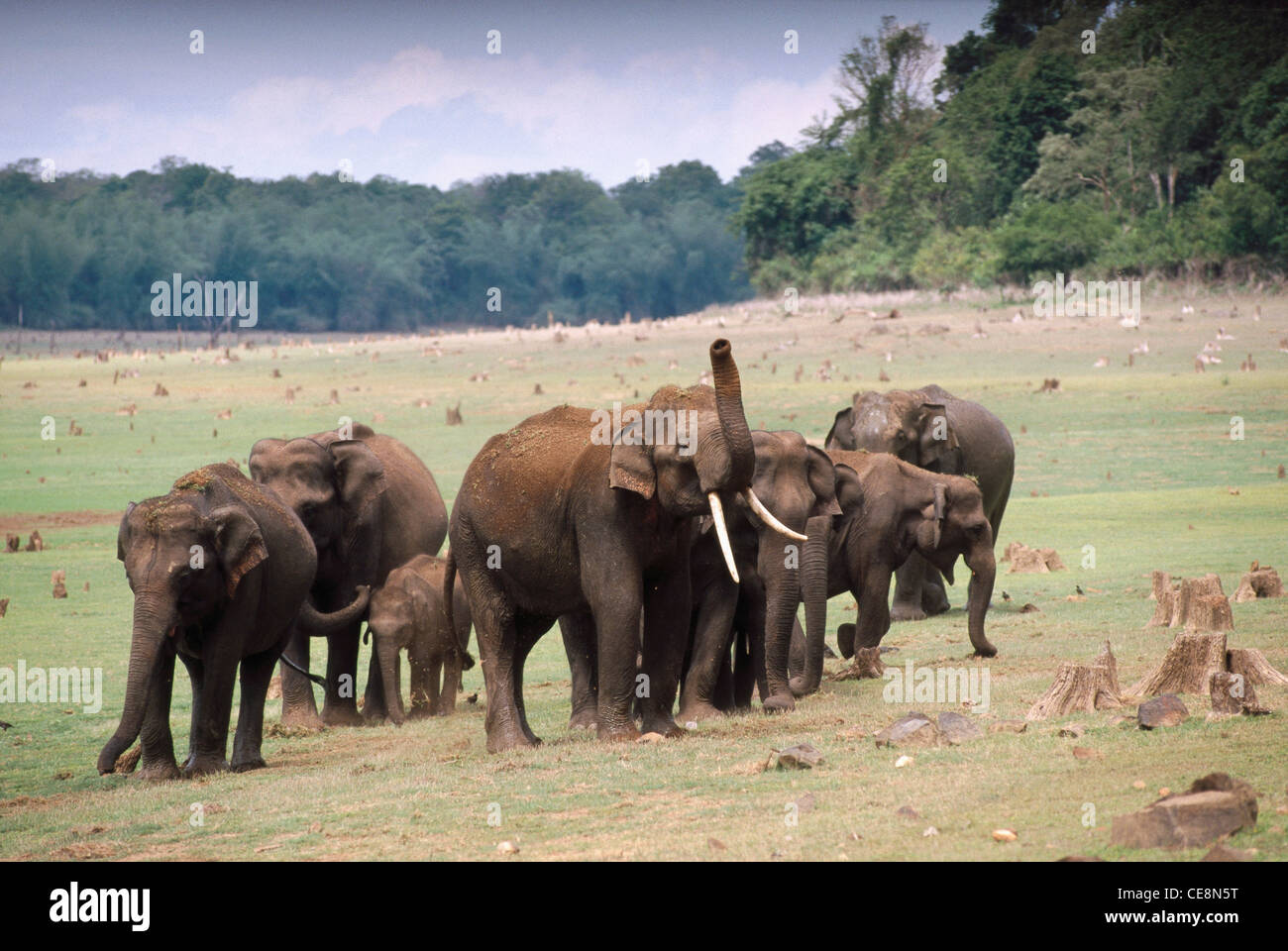 Indische Wilde Elefanten Herde; Elephas maximus; Kabini Nationalpark; Karnataka; Indien; Asien Stockfoto