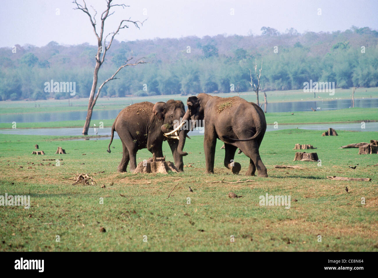 Indischer Stoßtanker Elefanten kämpfen; Elephas maximus; Kabini Nationalpark; Karnataka; Indien; Asien Stockfoto